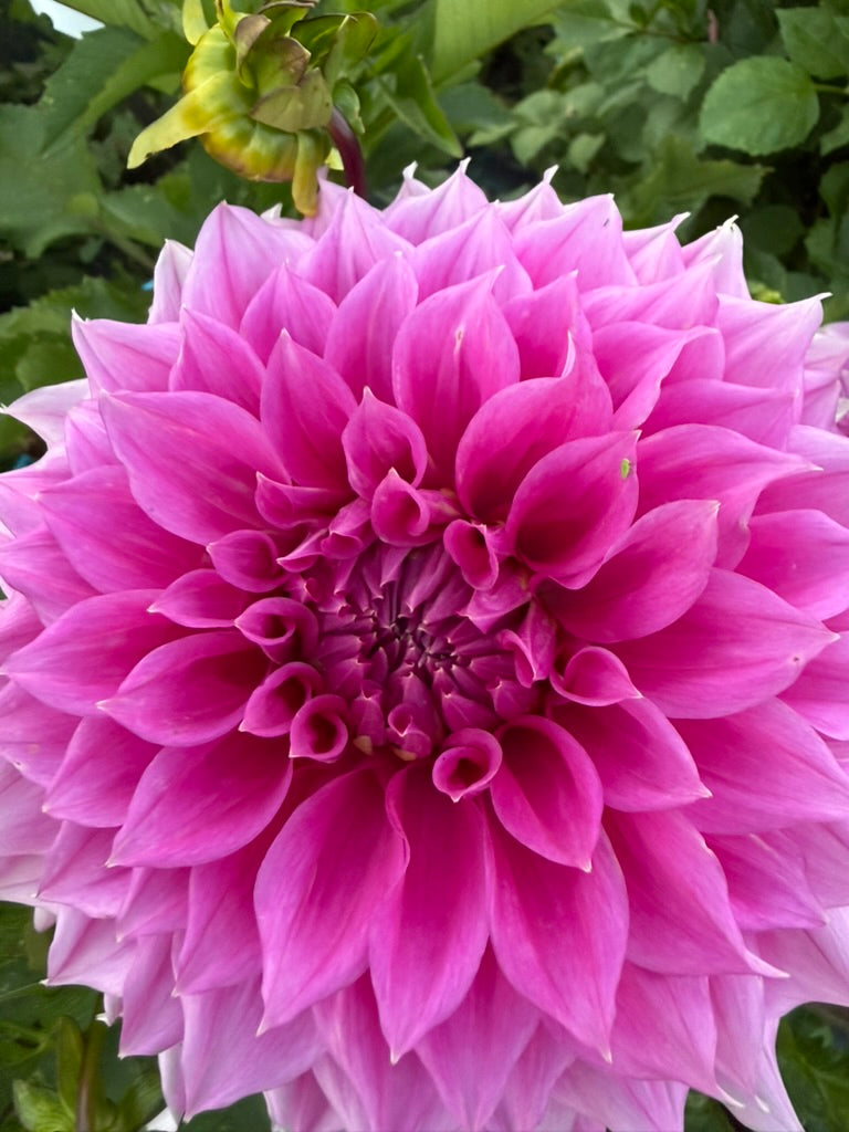 Dahlia - Elma Elizabeth