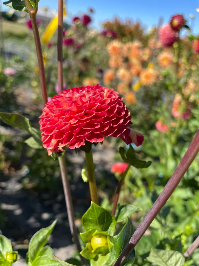 Dahlia - Glenrolland Wilie