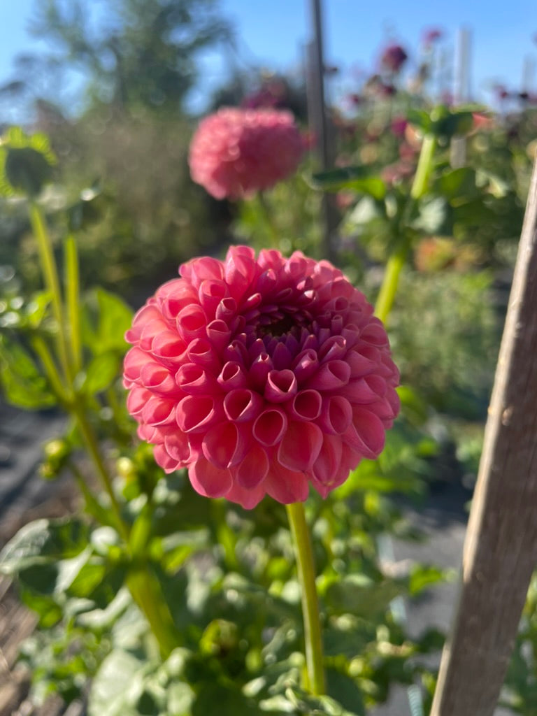 Dahlia - Little Peaches