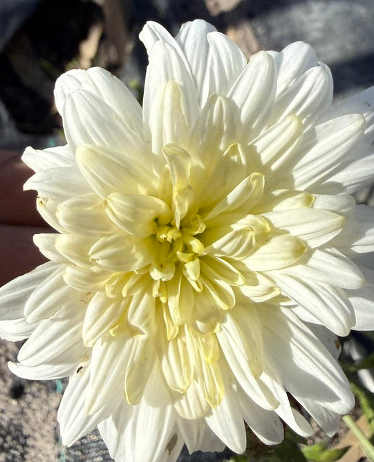 Chrysanthemum - Rooted Cutting - Zembla Lime