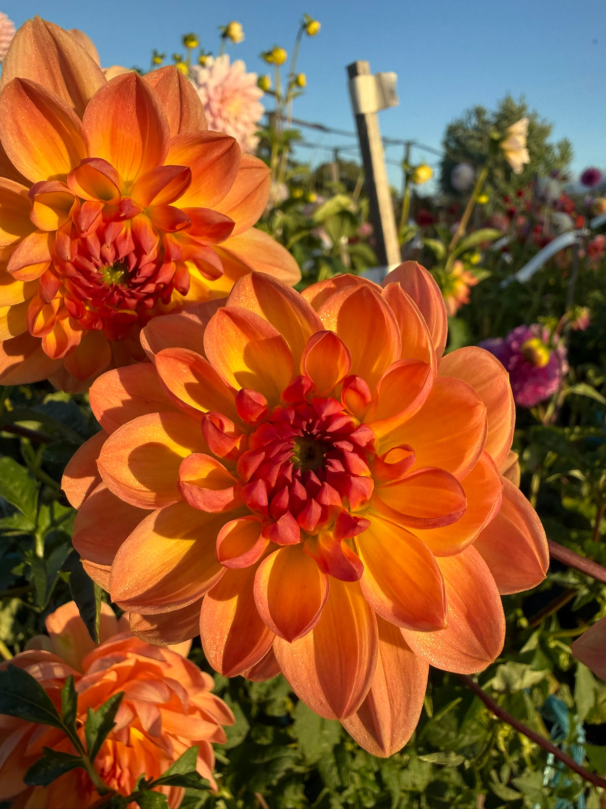Dahlia - Granite Peachy