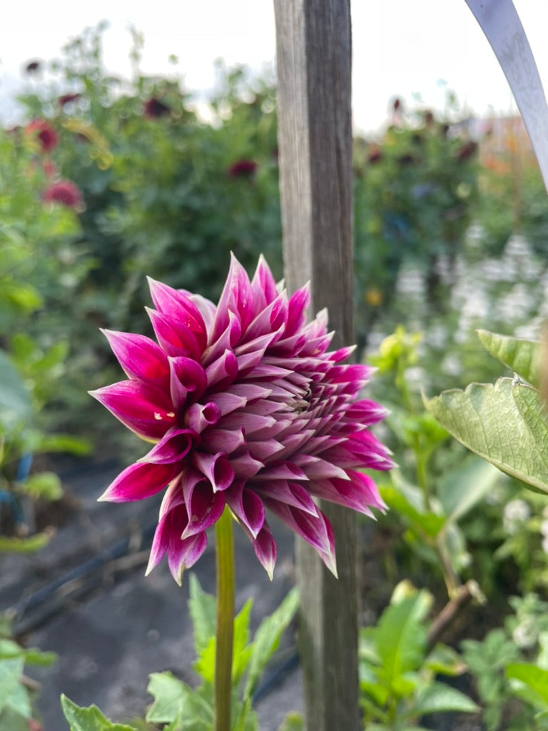 Dahlia - Royale