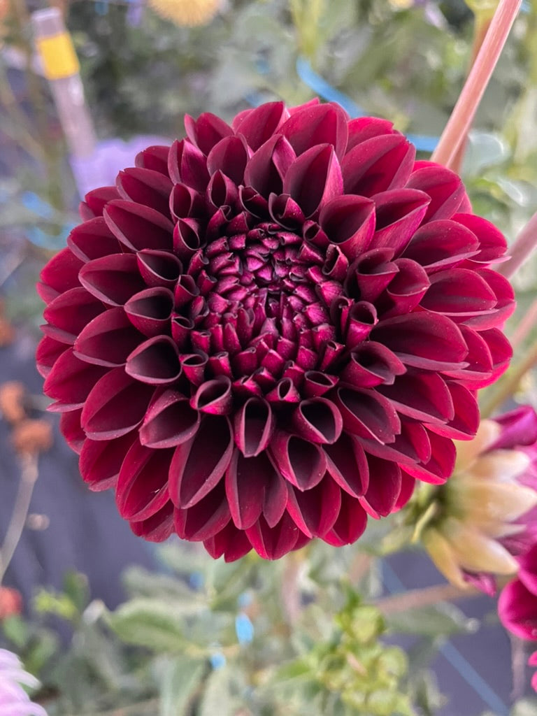 Dahlia - Glenmarc Galipoli
