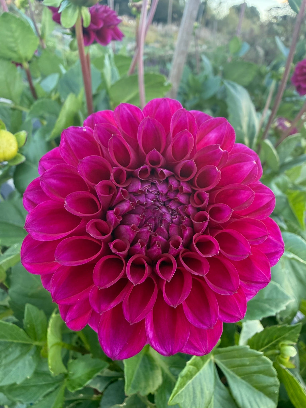Dahlia - Mary's Jomanda