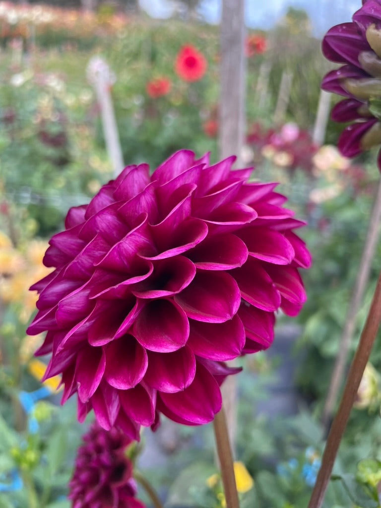 Dahlia - Steve's Choice