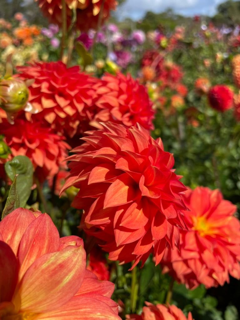 Dahlia - Starflo Annie