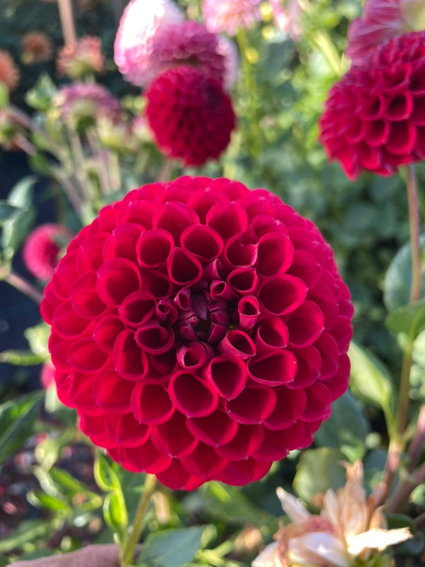 Dahlia Seed - Devon Holly