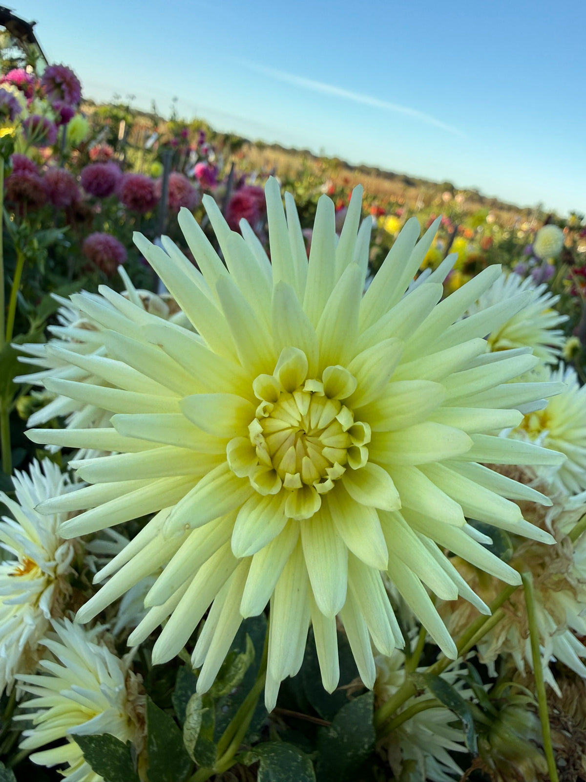 Dahlia - Devon Savannah
