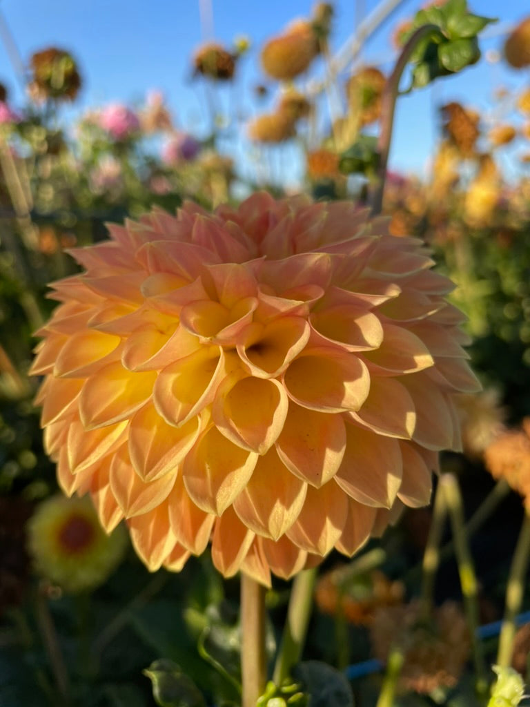 Dahlia - Blyton Softer Gleam