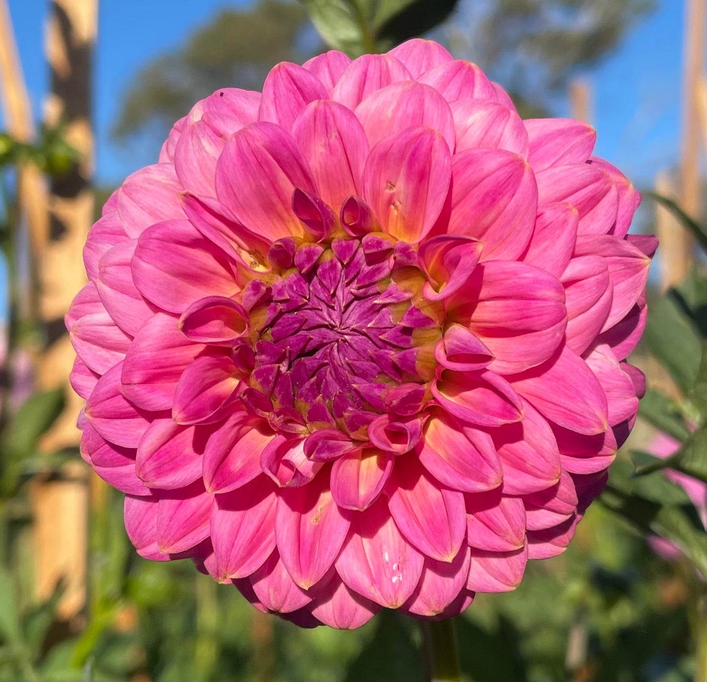 Dahlia - Dainty Sue