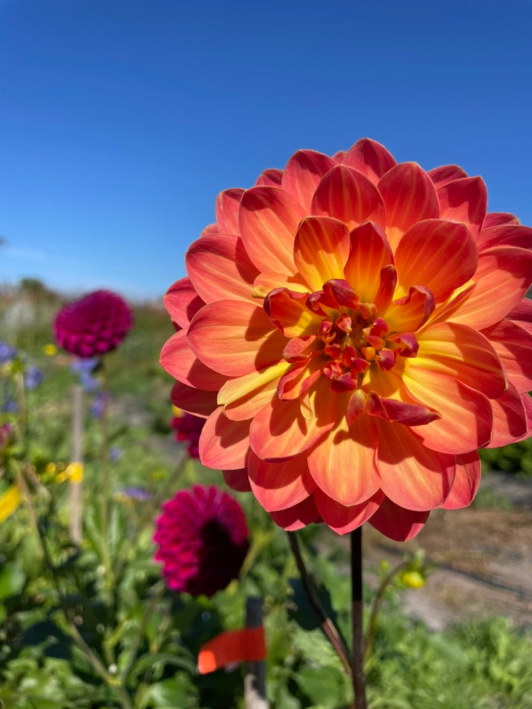 Dahlia - Bracken Hydra