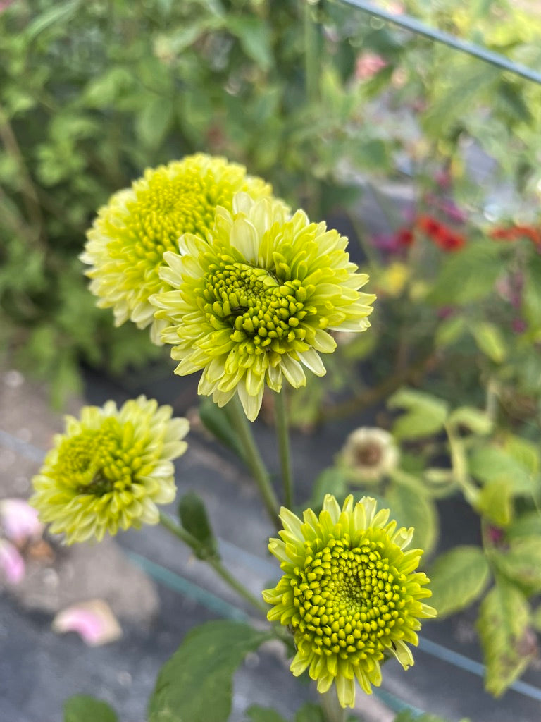 Heirloom Chrysanthemum - Rooted Cutting - Jewel Jade