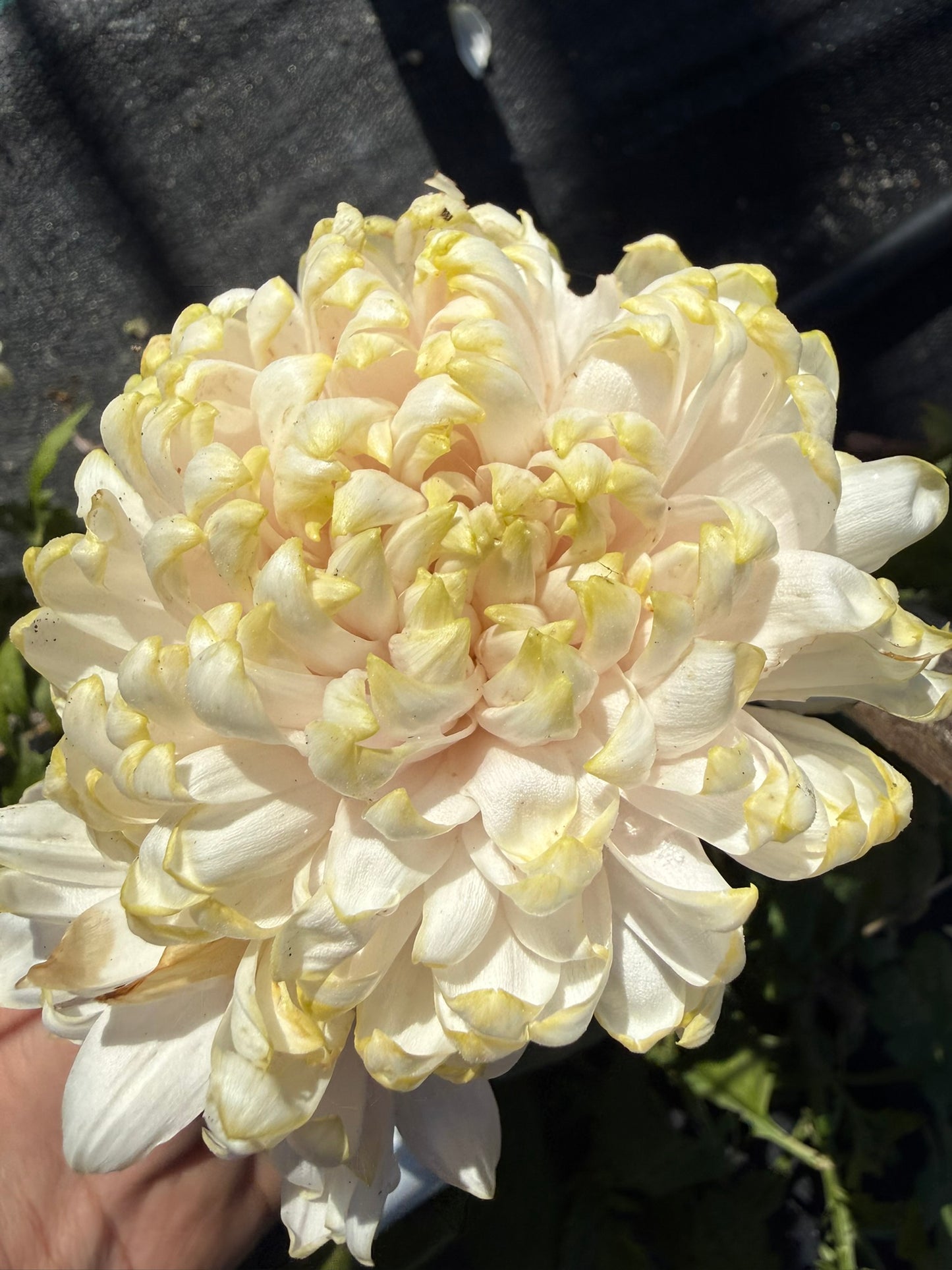 Chrysanthemum - Rooted Cutting - Cosmo Lime