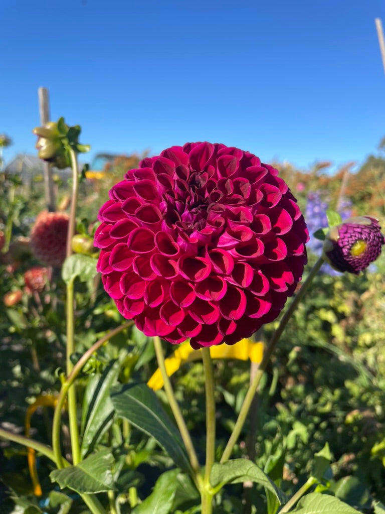 Dahlia - Devon Quest