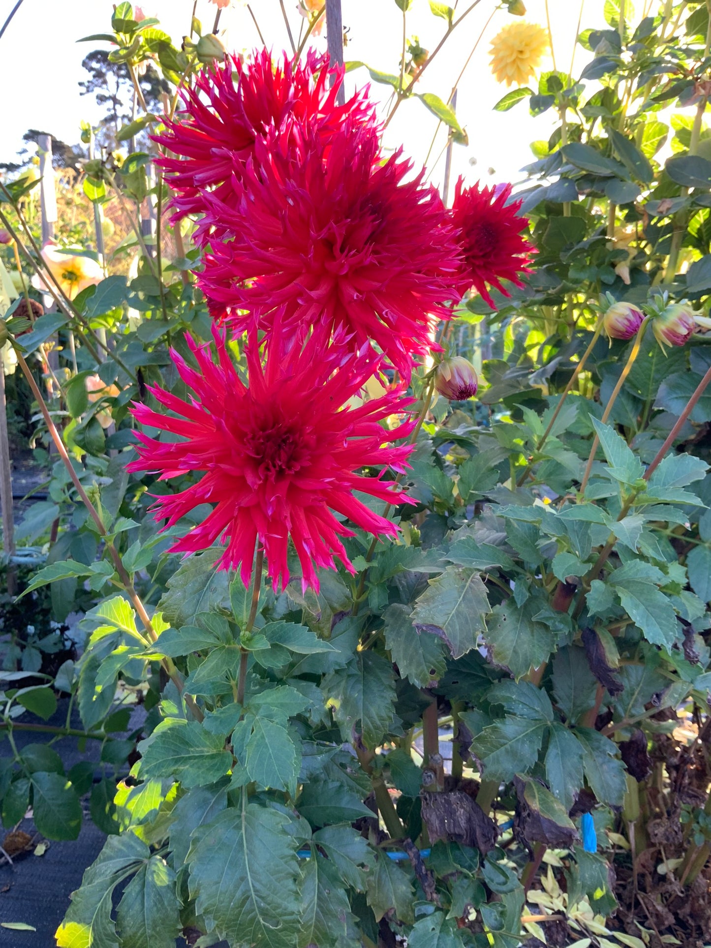 Dahlia - Winkie Volcano (NA 2025)