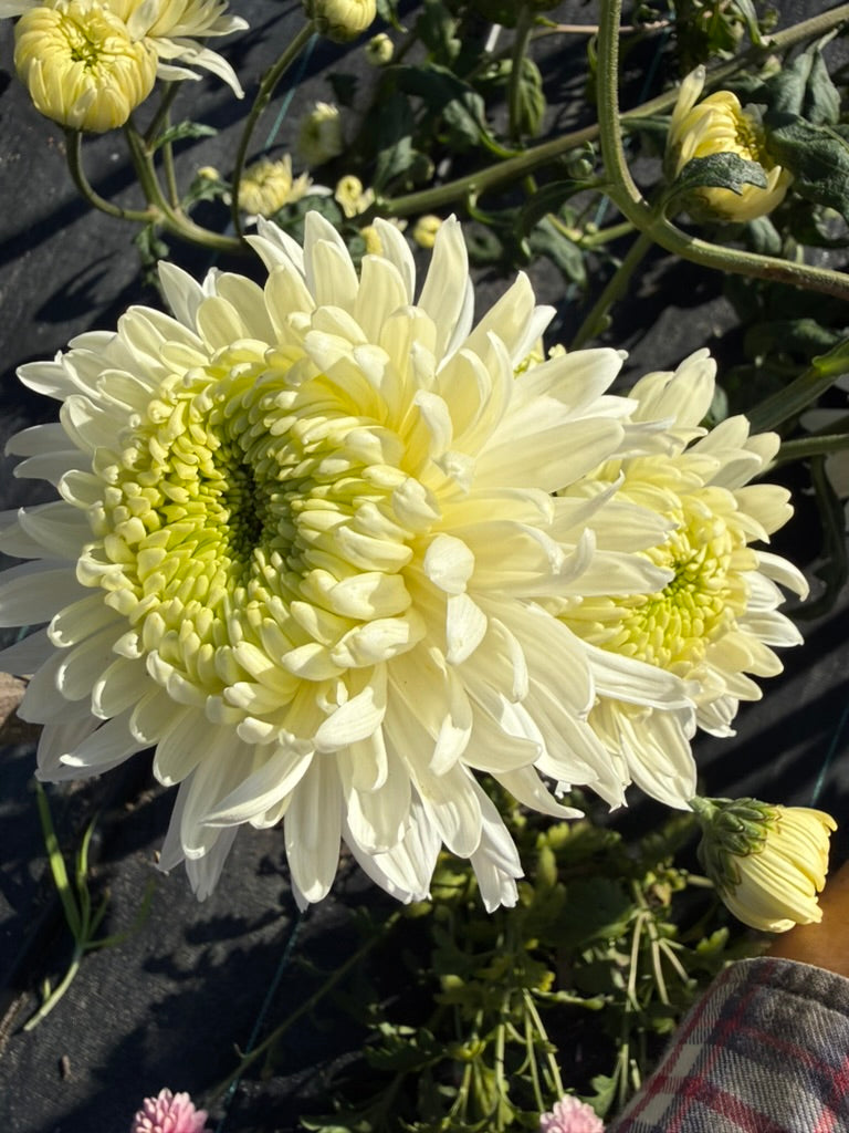 Chrysanthemum - Rooted Cutting - Magnum White