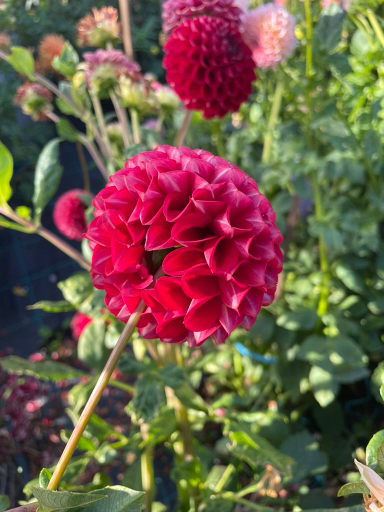Dahlia - Devon Holly
