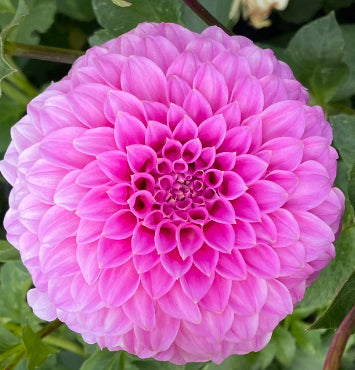 Dahlia Seed - Bracken Sequel