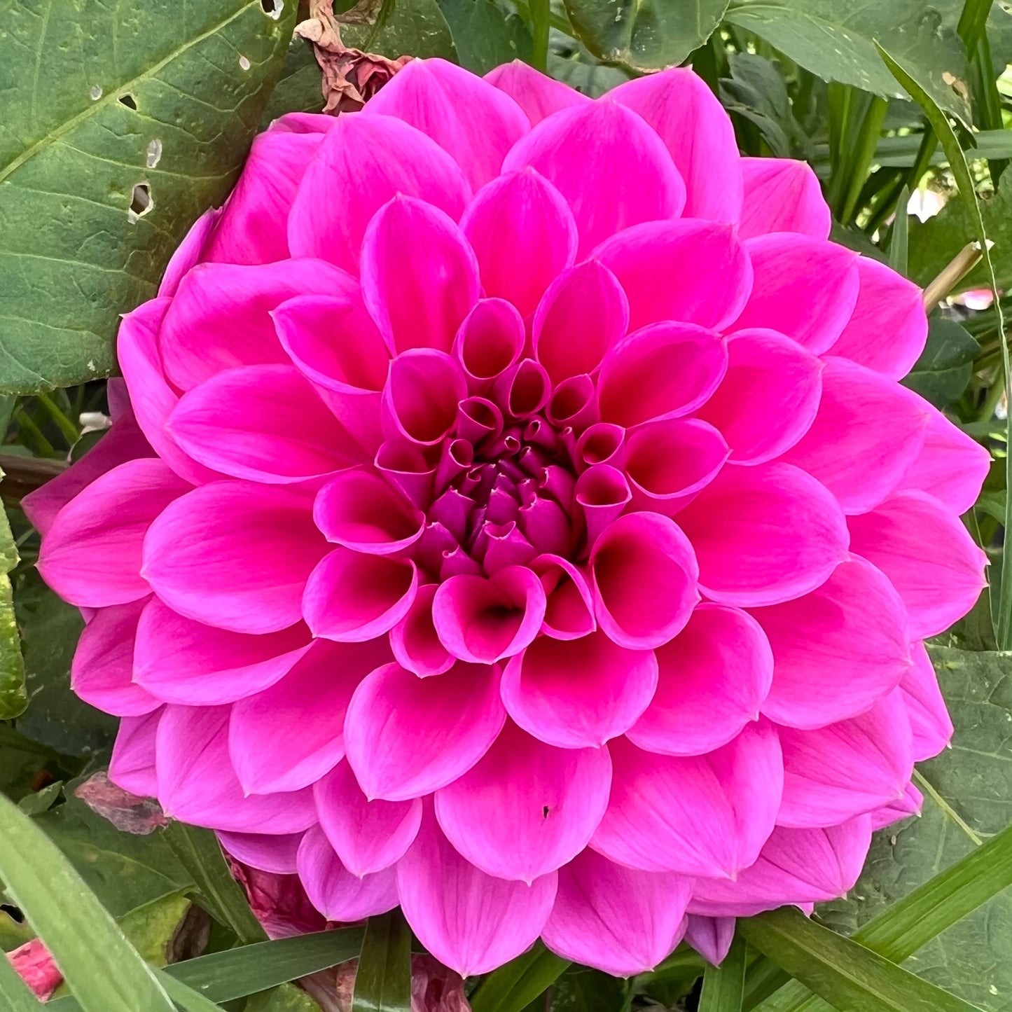 Dahlia - Devon Icon (Max 1)