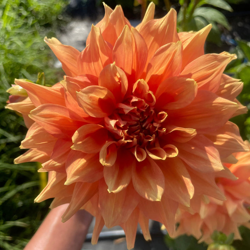 Dahlia Seed - Bronze Medallion