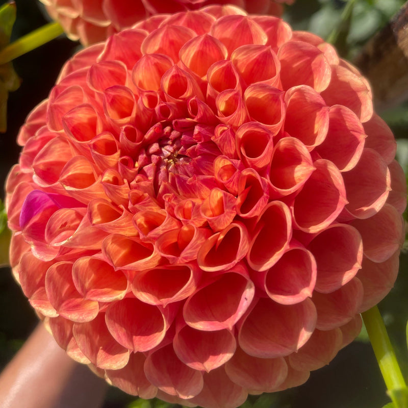 Dahlia Seed - Miss Aylah Van