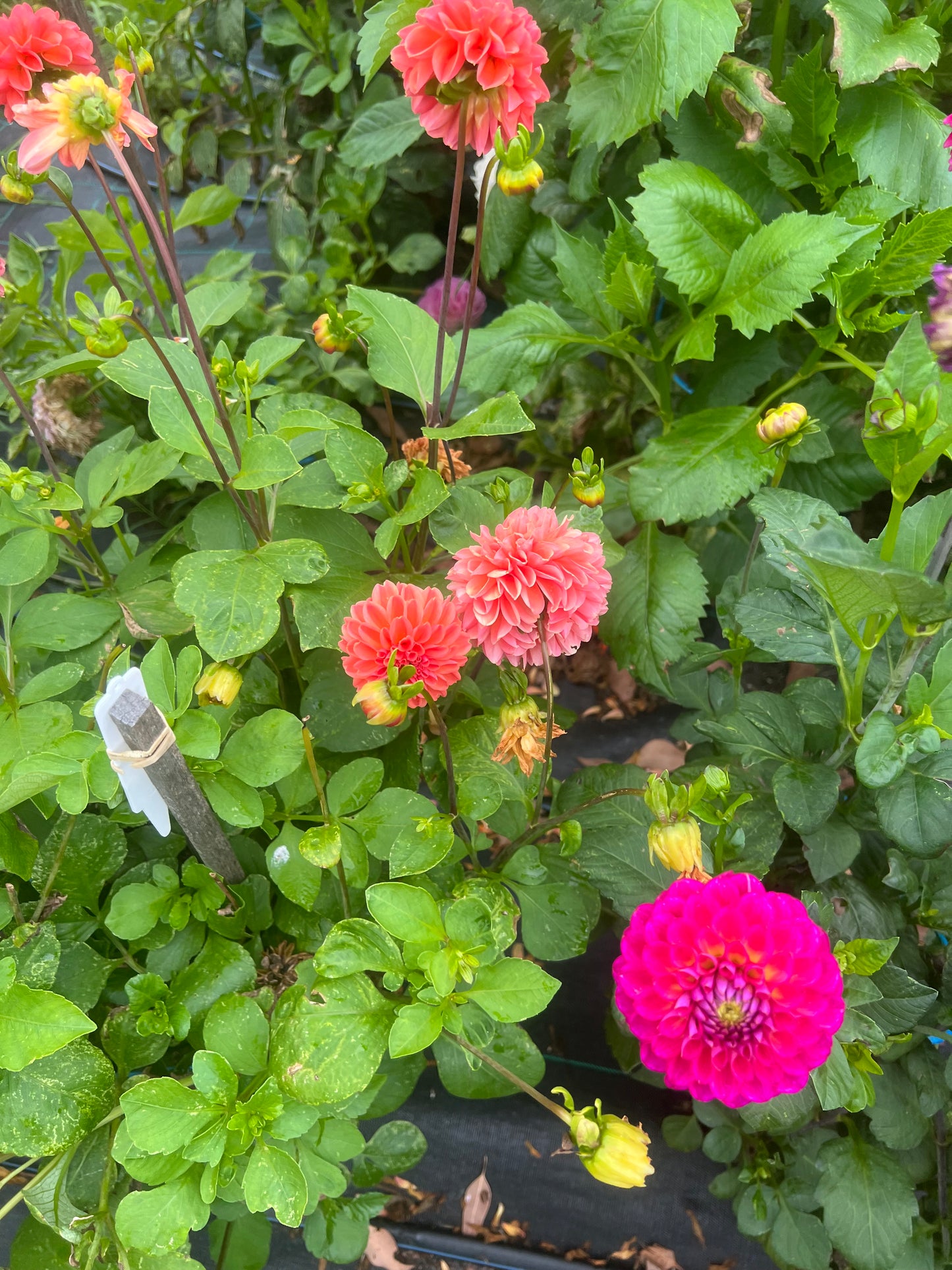 Dahlia - Winkie Watermelon (NA 2025)