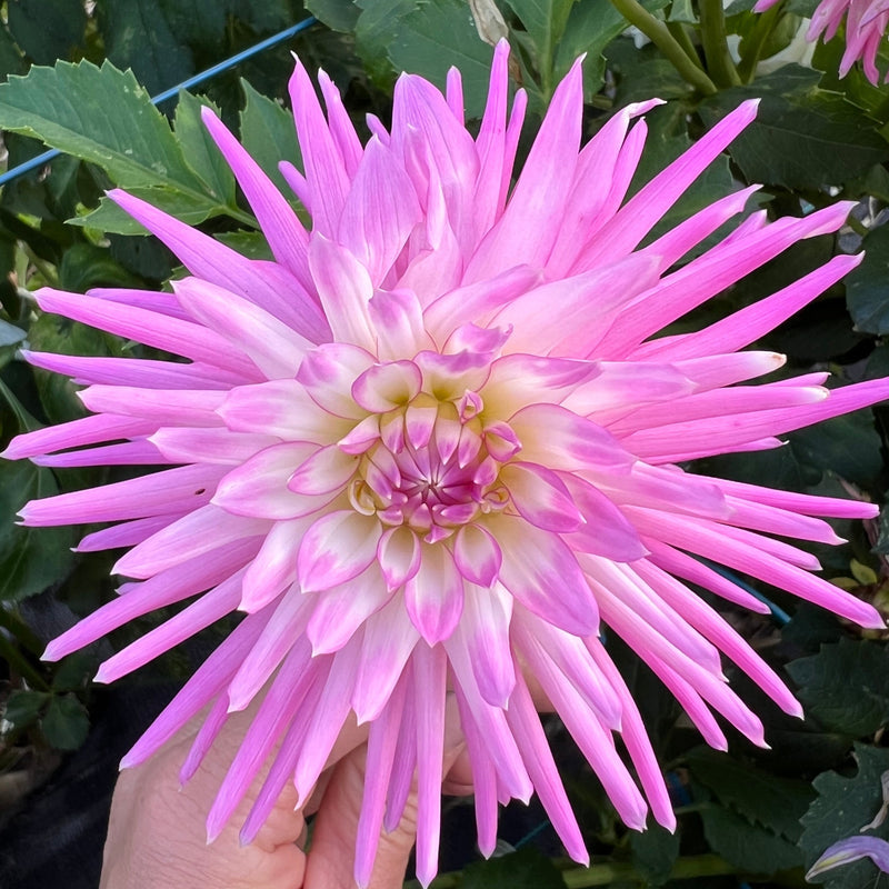 Dahlia Seed - Devon Showtime