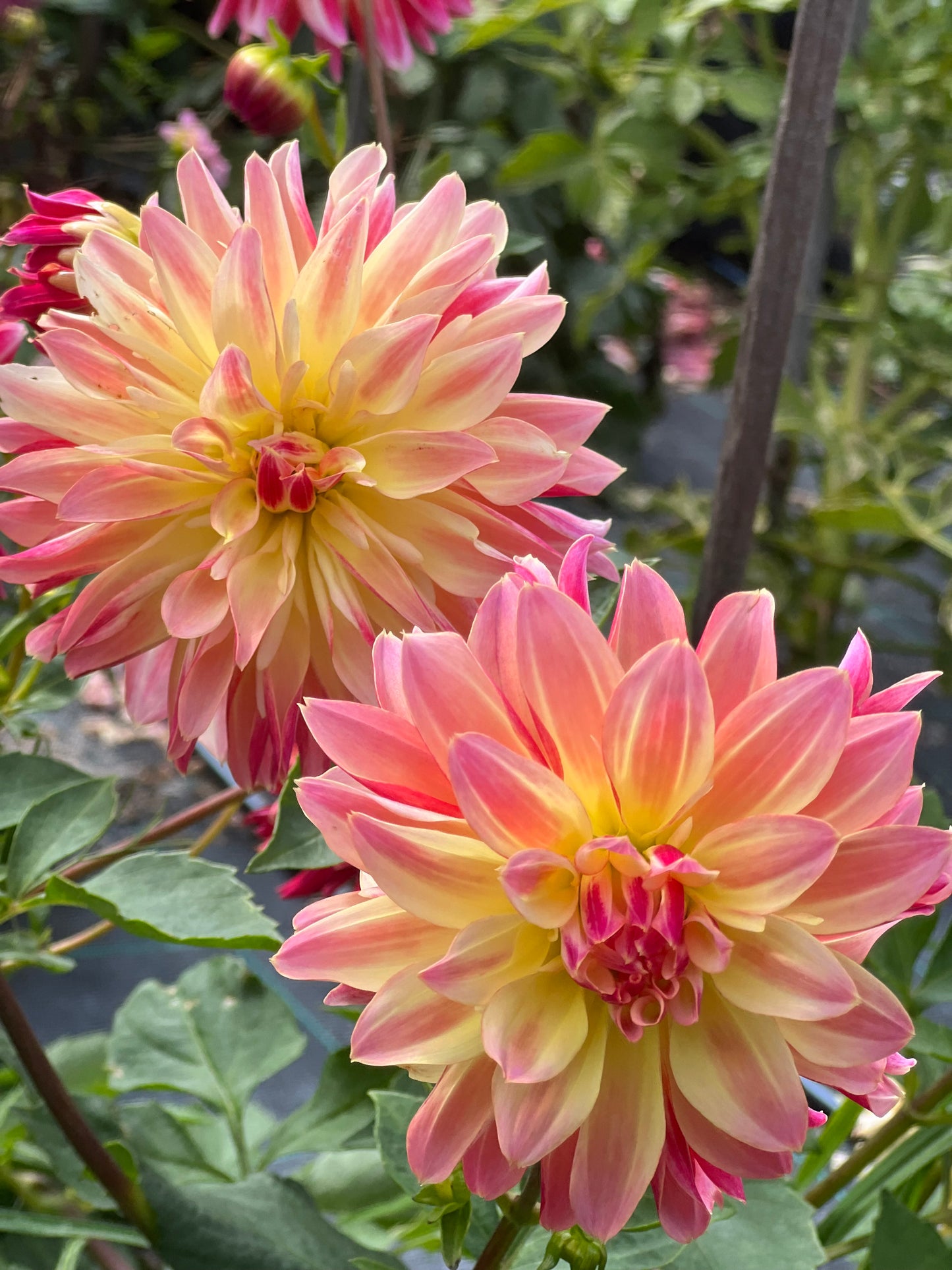 Dahlia - Christie Rosella (NA 2025)