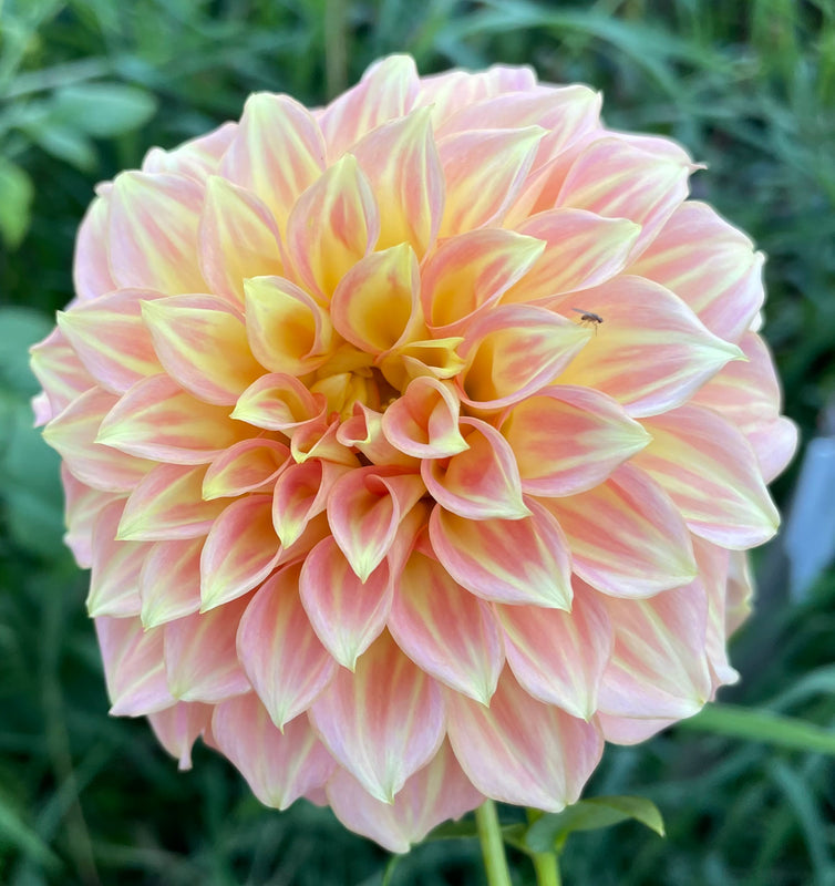 Dahlia Seed - Bracken Sarah