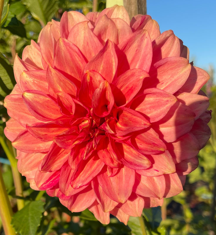 Dahlia Seed - Devon Opaline