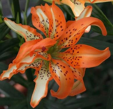 Double Tiger Lily - Flore Pleno - 3 pack