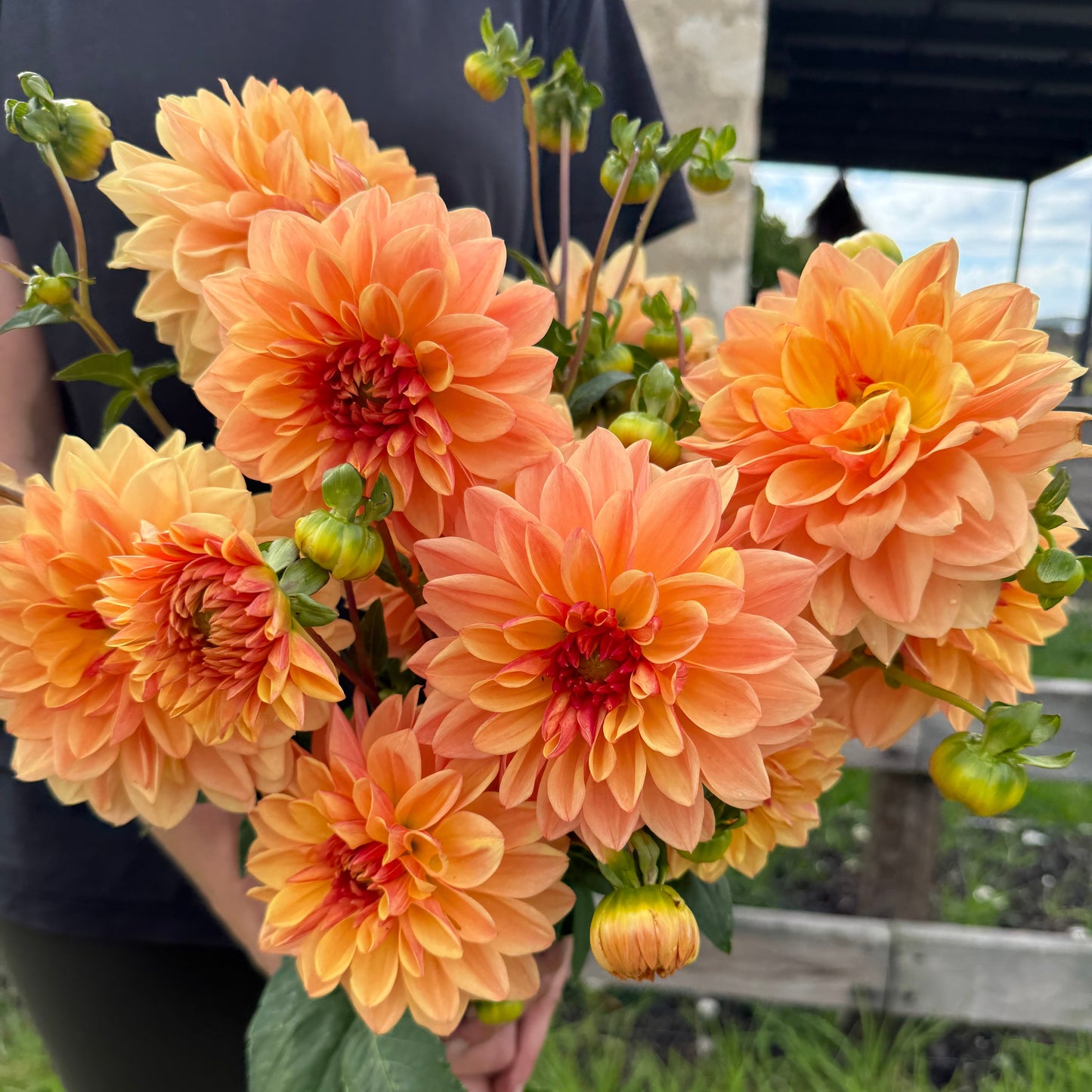 Dahlia - Tuscan Sun