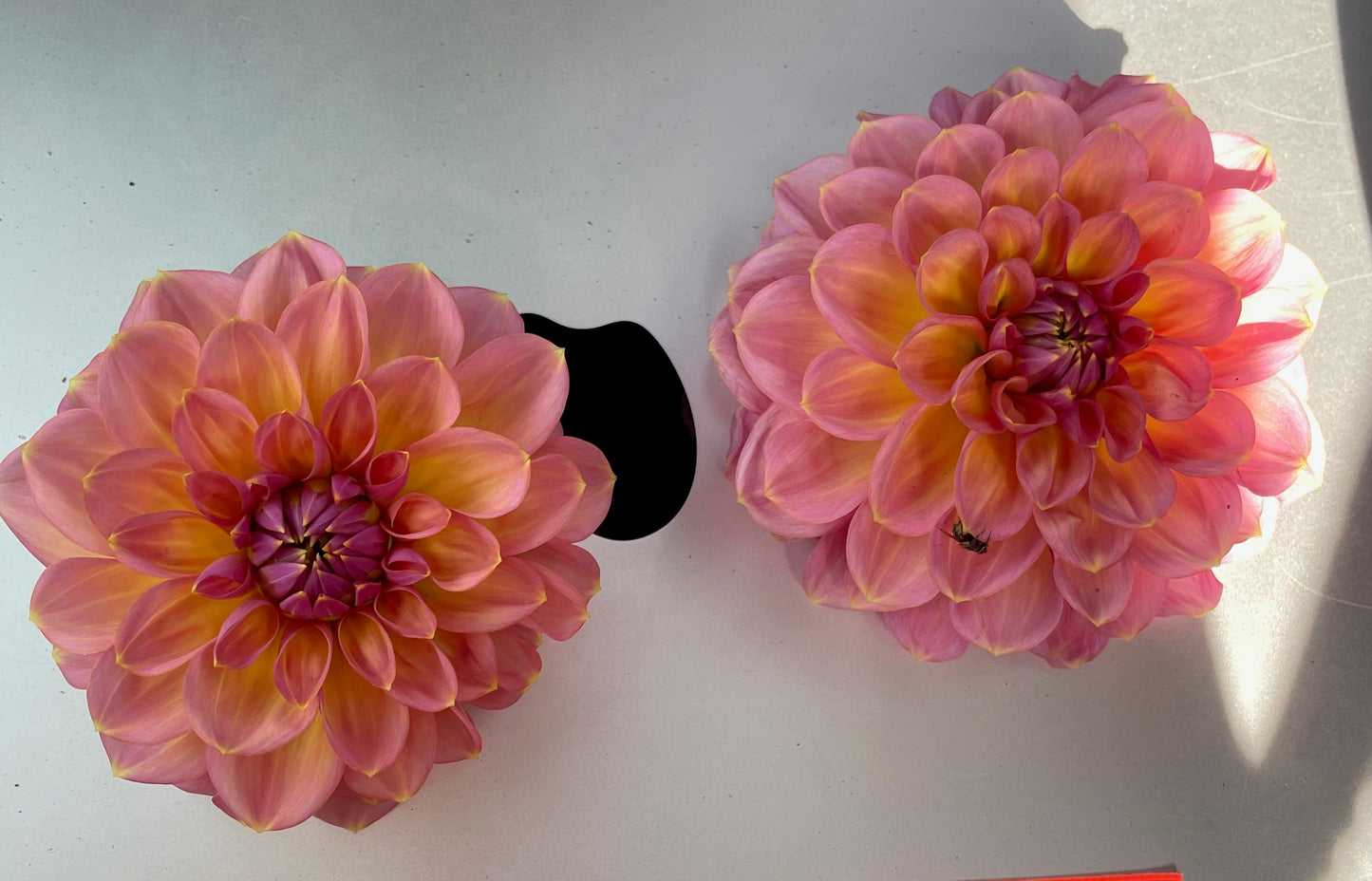 Dahlia Seed - Moray Ashley