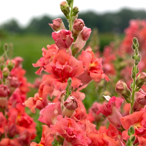 Madame Butterfly Snapdragon Collection