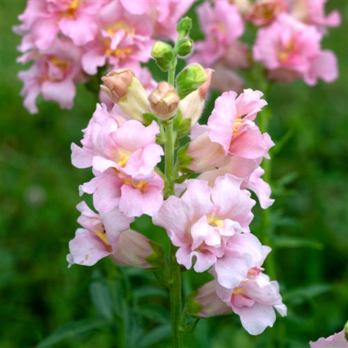 Madame Butterfly Snapdragon Collection