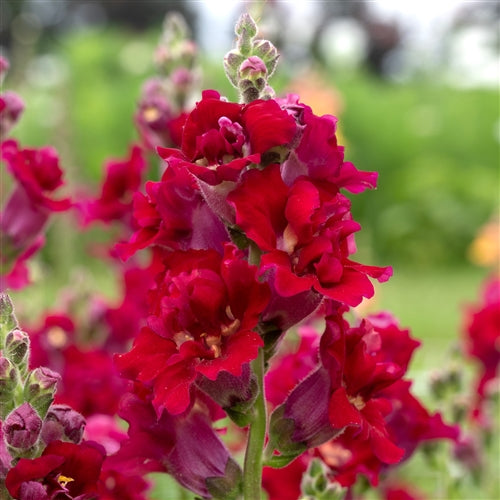 Madame Butterfly Snapdragon Collection