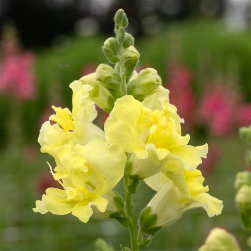 Madame Butterfly Snapdragon Collection