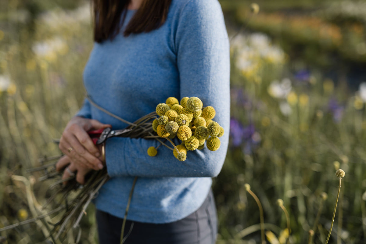 Billy Buttons - Young Plant