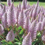 Summer Lilac Tones Collection