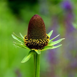 Summer Fresh and Dried Seed Collection