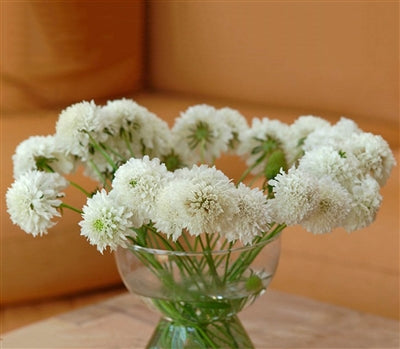 Summer Pure White Seed Collection