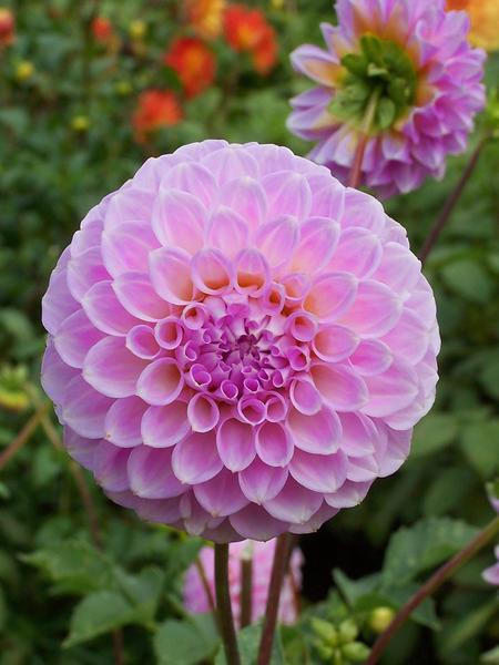 Dahlia Seed - Shirley Yeoman
