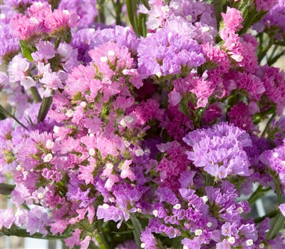 Summer Lilac Tones Collection
