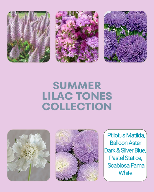Summer Lilac Tones Collection
