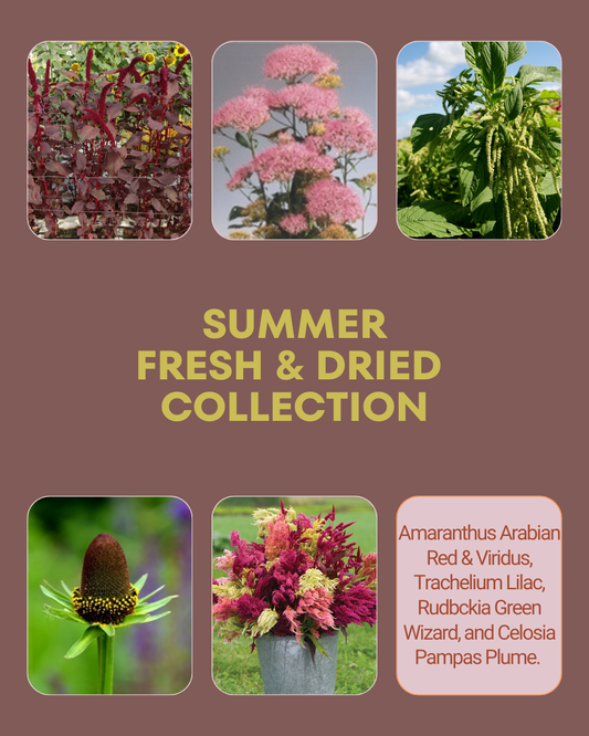 Summer Fresh and Dried Seed Collection
