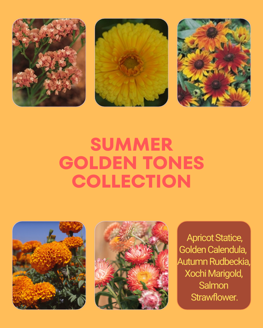 Summer Golden Tones Seed Collection