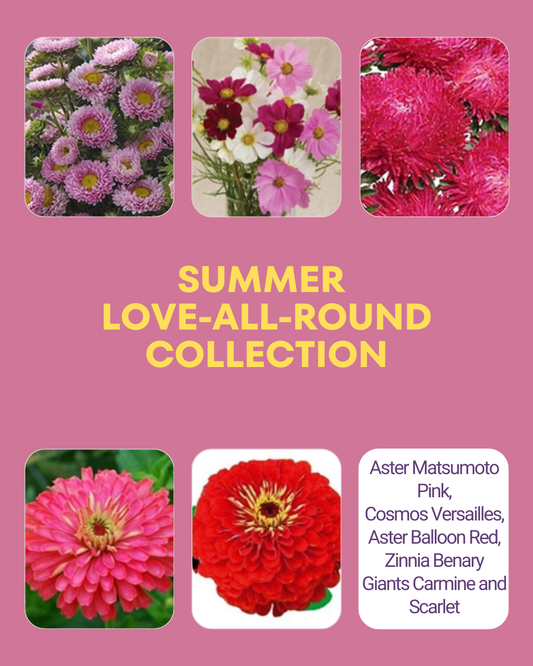 Summer Love All Round Collection