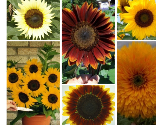 Sunflower Collection