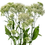 Summer Pure White Seed Collection