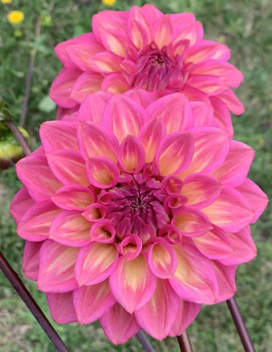 Dahlia Seed - Juliette